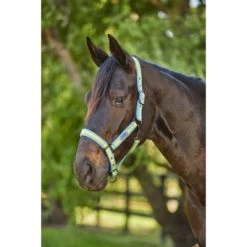 Weatherbeeta Halfter Coordinate Light Blue/Gold/Sand Pony